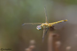 Sympetrum fonscolombii 