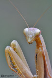 European mantis - Mantis religiosa 