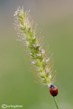 Coccinella septepunctata