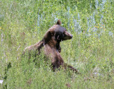 Young Black Bear