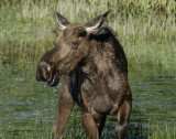 Bull Moose