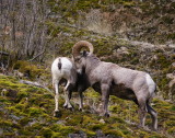 Bighorned  Rams