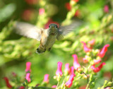 Hummingbird on Figwort 