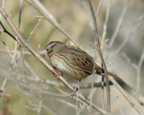 Lincoln`s  Sparrow