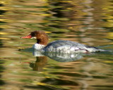 Common Merganser 