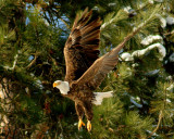 American Bald Eagle