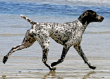 German Shorthair Pointer