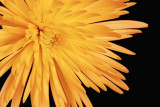 Yellow Spider Mum
