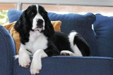 Georgio, English Springer Spaniel