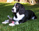 English Springer Georgio with his turkey toy