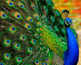 Peacock, Dressed to Impress
