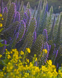 Flowers at Rocky Point