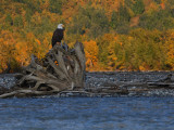 Eagles in Chilkat preserve