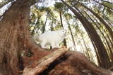 Wild beast