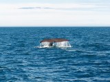 kaskelot, sperm whale, deep dive.jpg