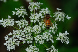 Honey Bee on a white flower