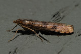 Small brown moth