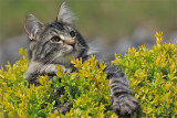 norwegian forest cat