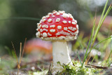 Amanita muscaria