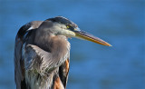 great blue heron