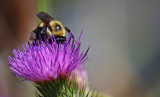 Bee #1