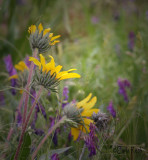 Wild Flowers