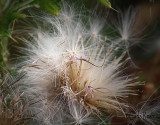 Thistledown