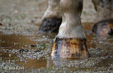 Blancas foot down low