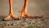 Just Plain old Duck legs