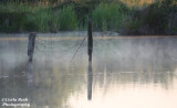 Morning fog on Pond
