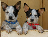 Can you say Cute and Adorable!