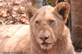 Portrait of a Young Lioness