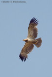 Tawny Eagle