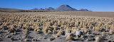 W-2009-08-19 -2032- Atacama - Alain Trinckvel.jpg