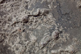 Fossil_Oysters__MG_2713.jpg