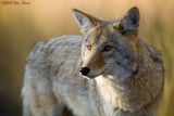 Coyote 09_28_09.jpg