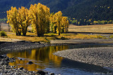 Fall Along the Lamar River 09_28_08.jpg