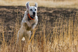 Timber Jumping Into cover 12_05_08.jpg