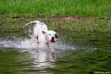 Timbers First Swim  05_29_09.jpg