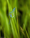 Damselfly Heart 06_25_09.jpg