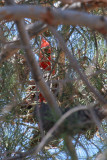 Male Northern Cardinal  A 06_27_10.jpg