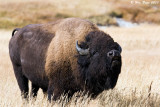 Bison 09_24_10.jpg
