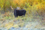 Moose in Willows at Ox Bow 9_24_10.jpg