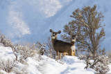 Deer 1_9_2011.jpg