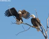 The Eagle Has Landed.jpg
