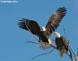 Bald Eagles 12_15_05.jpg