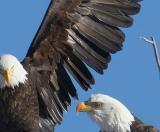 Eagle Crop.jpg