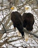 Bald Eagles 01_30_06.jpg