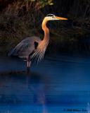 Great Blue Heron At Dawn 02_27_06.jpg
