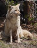 Female Coyote 05_22_06.jpg